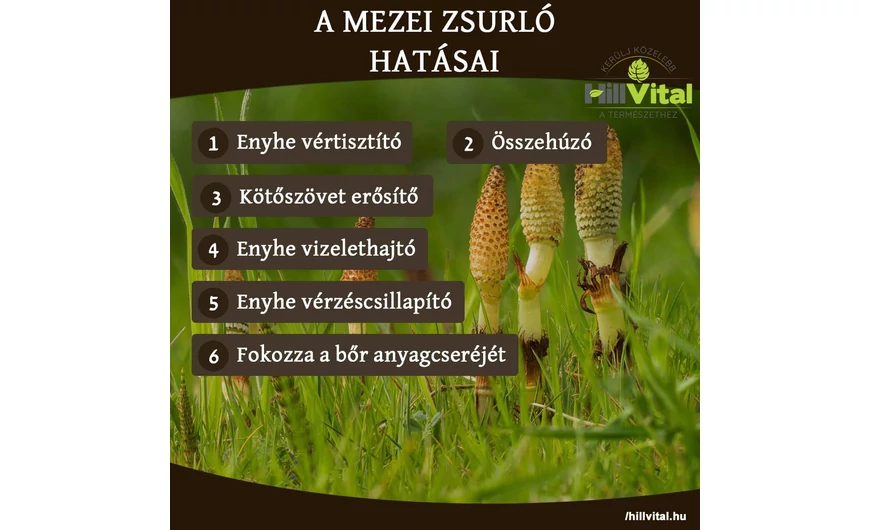 A mezei zsurló csodálatos hatásai