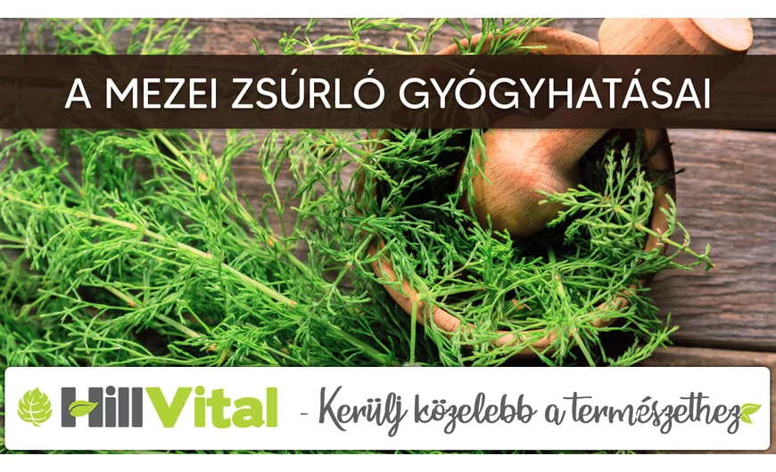 A mezei zsúrló gyógyhatásokkal rendelkezik