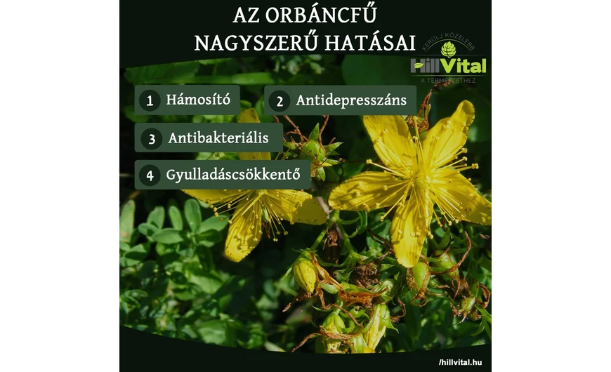 Az orbáncfű hatásai