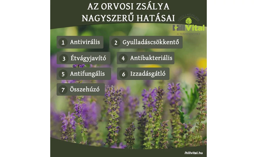 Az orvosi zsálya elképesztő hatásai