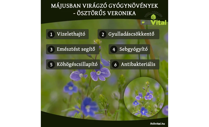Májusban virágzó gyógynövények - Ösztörűs veronika