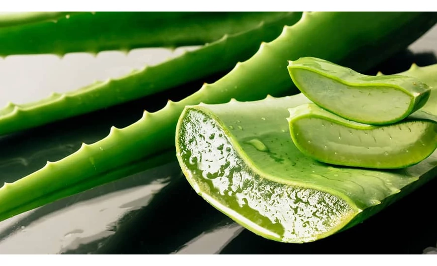 Aloe Vera Gél házilag