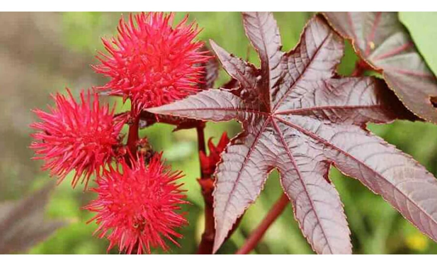 A ricinus előfordulása és fajtái