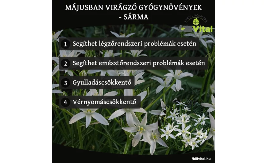 Májusban virágzó gyógynövények - Sárma