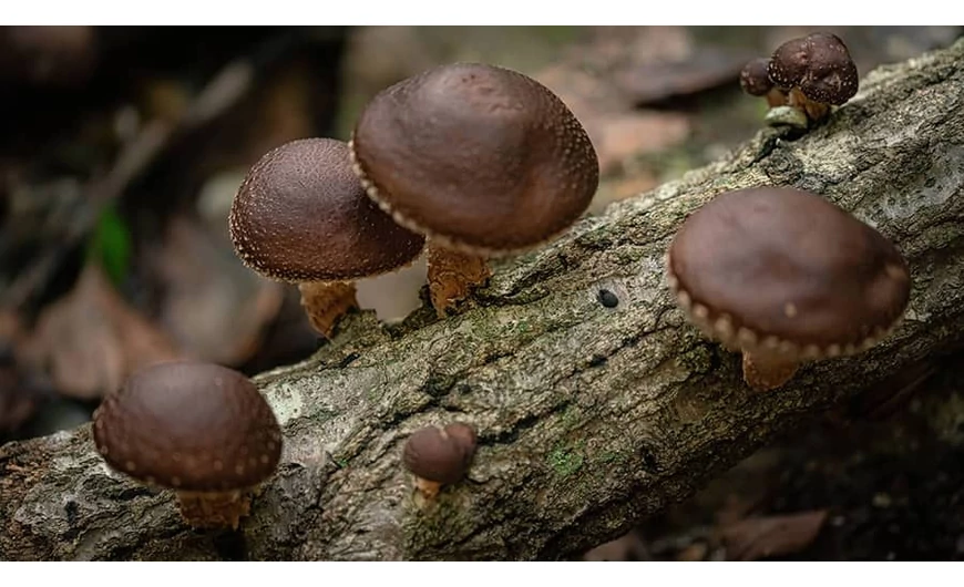 A shiitake gomba hatásai, vélemények