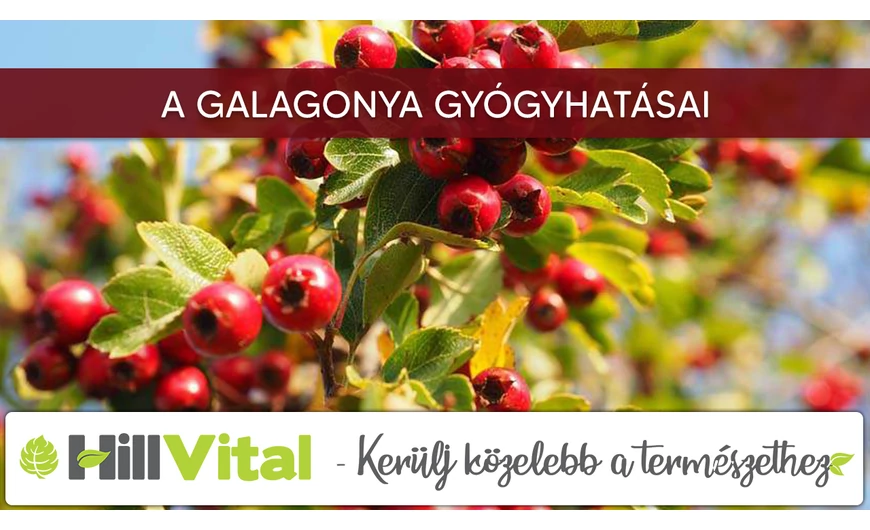 A galagonya gyógyhatásai