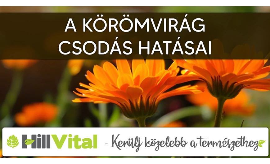 A körömvirág élettani hatásai
