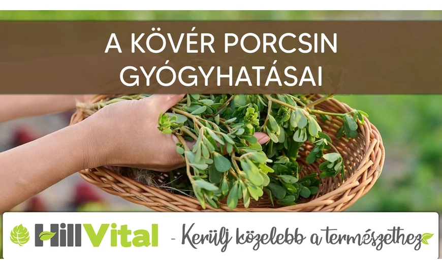 A kövér porcsin gyógyhatásai