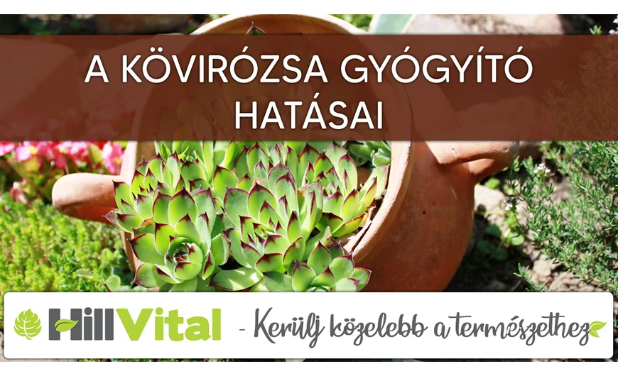 A kövirózsa gyógyító hatásai