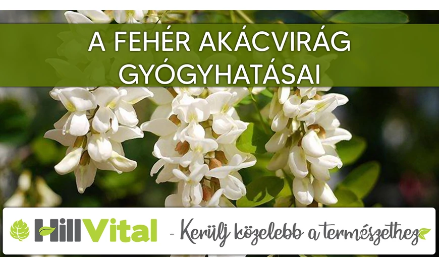 A fehér akácvirág gyógyhatásai