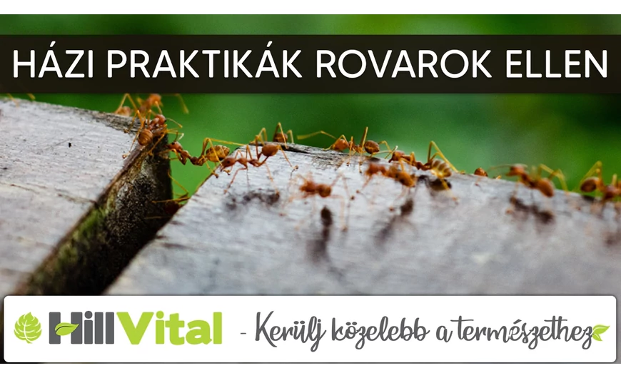 Házi praktikák a rovarok ellen