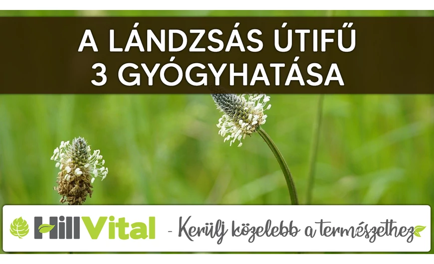 A lándzsás útifű 3 fontos élettani hatása