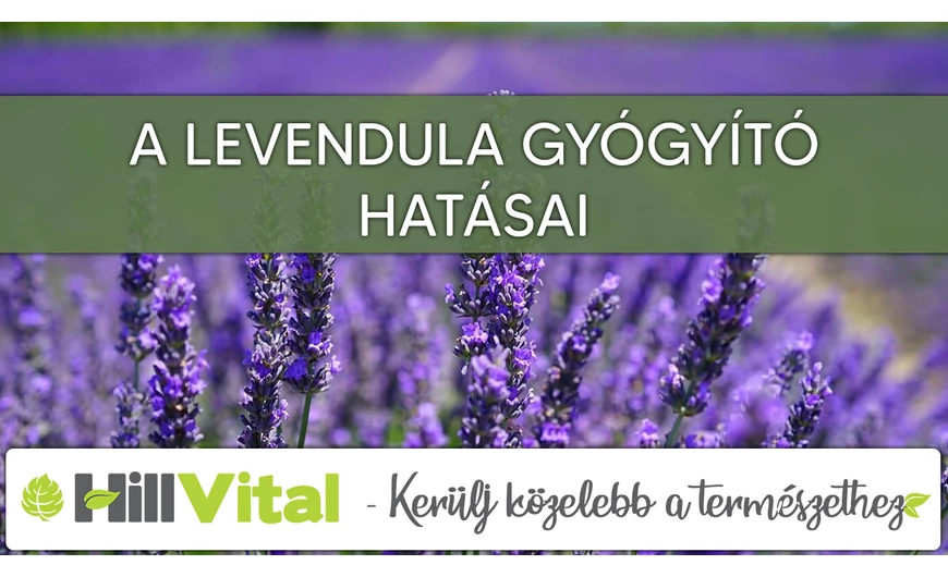 A levendula gyógyító hatásai
