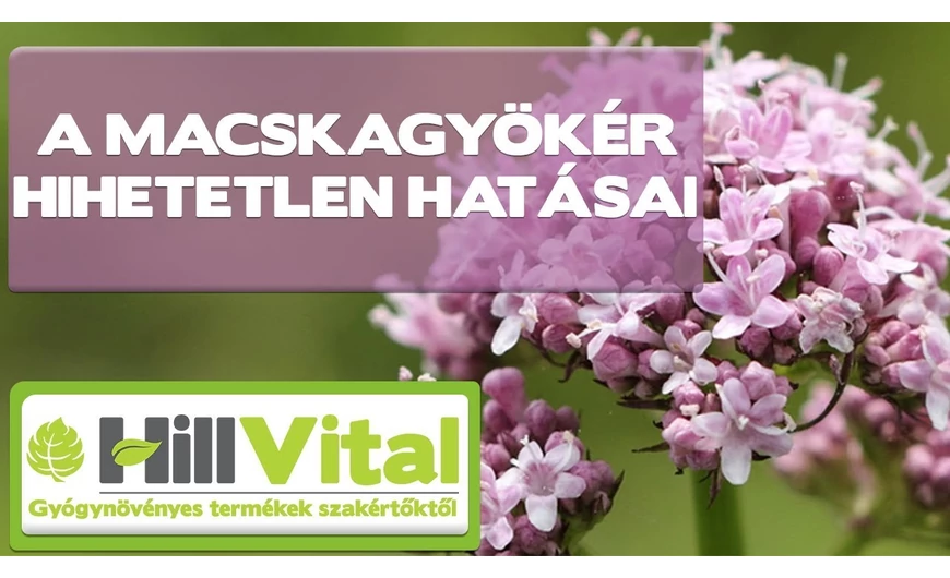 Stressz ellen a macskagyökér lehet a legjobb megoldás!