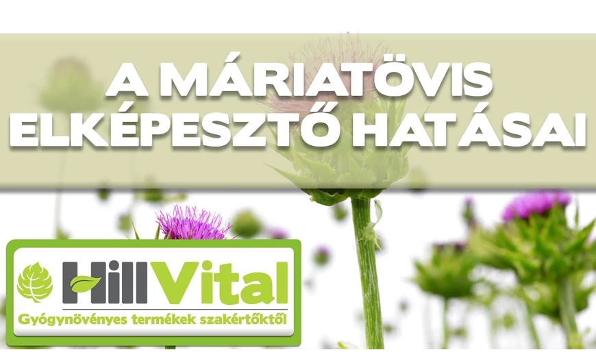 A máriatövis elképesztő hatásai!