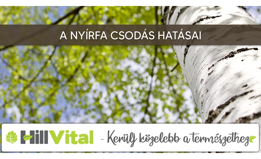 A nyírfa élettani hatásai