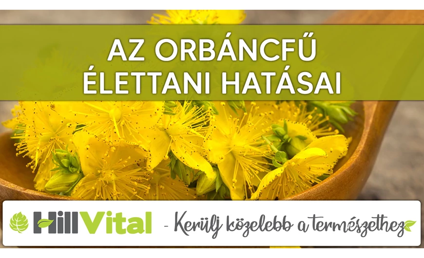 Az orbáncfű csodás hatásai