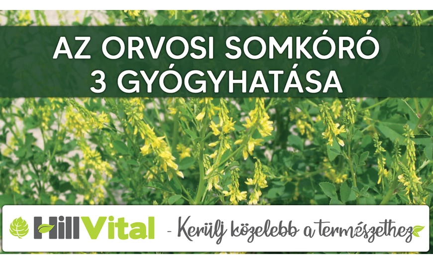 Az orvosi somkóró 3 gyógyhatása