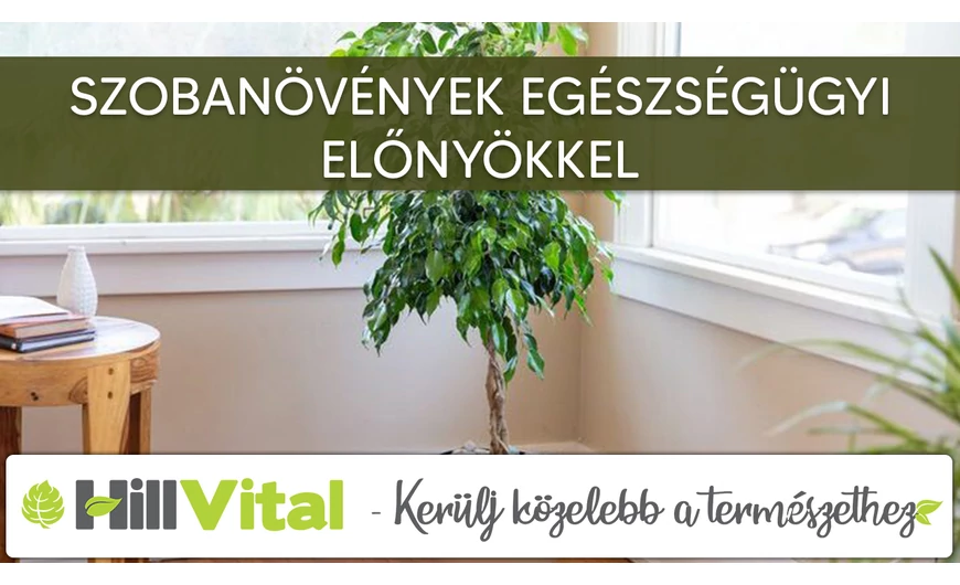 Szobanövények egészségügyi előnyökkel