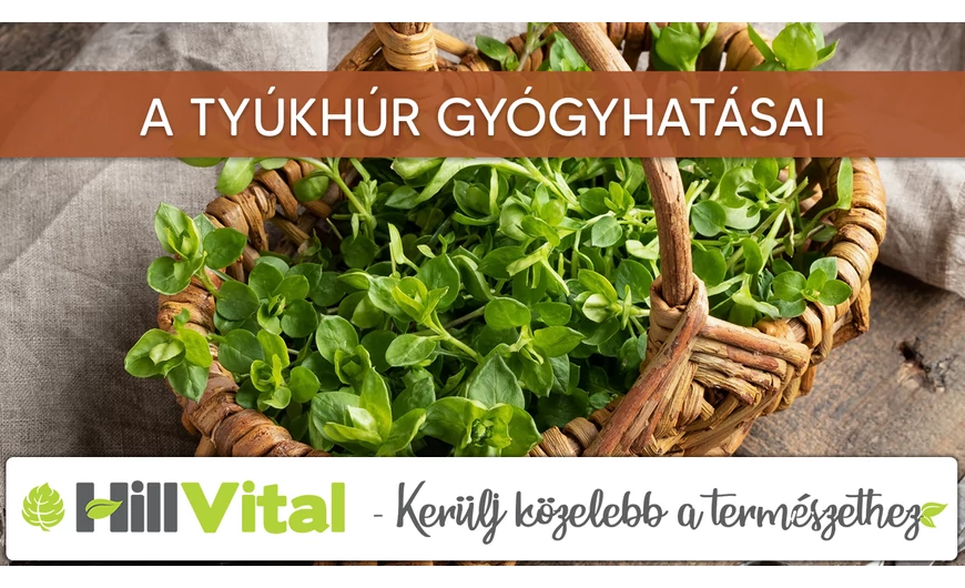 A tyúkhúr gyógyhatásai