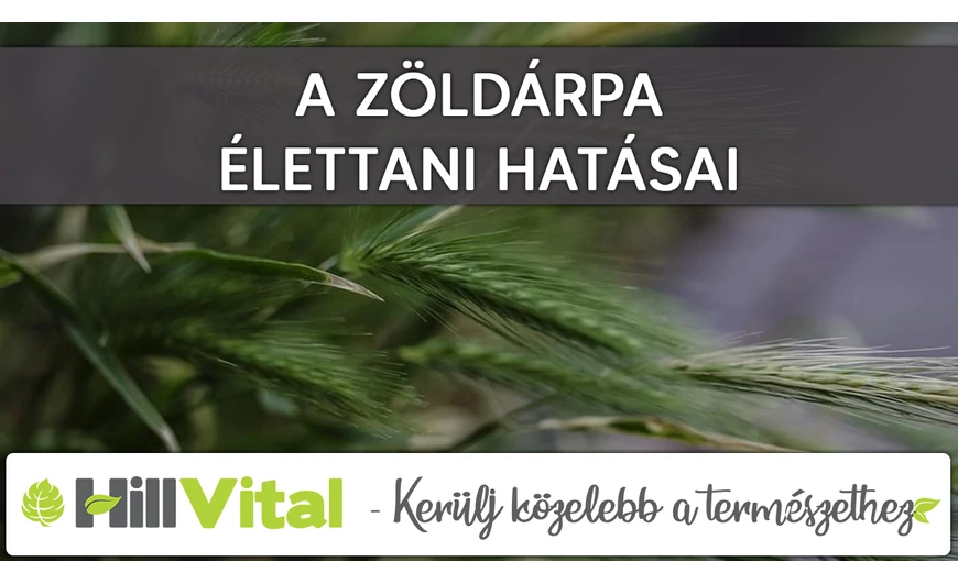 A zöldárpa jótékony hatásai